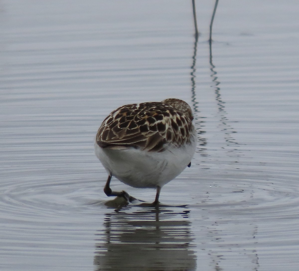 Semipalmated Sandpiper - ML619553743