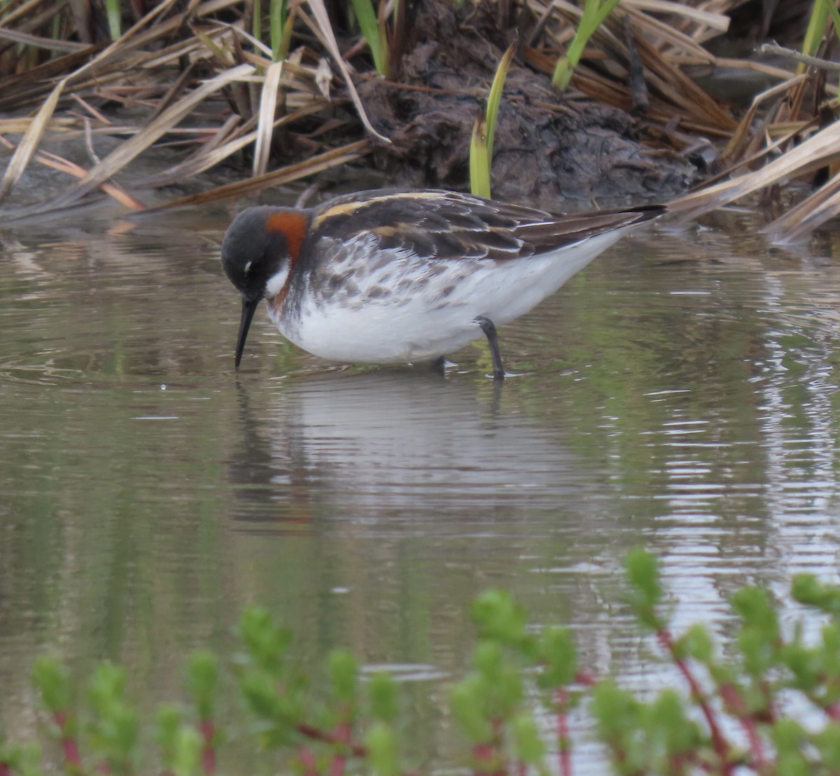 Red-necked Phalarope - ML619553746