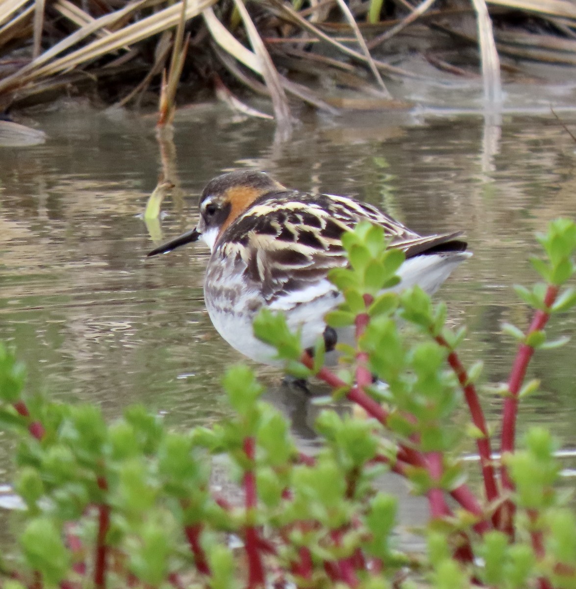 Red-necked Phalarope - ML619553749