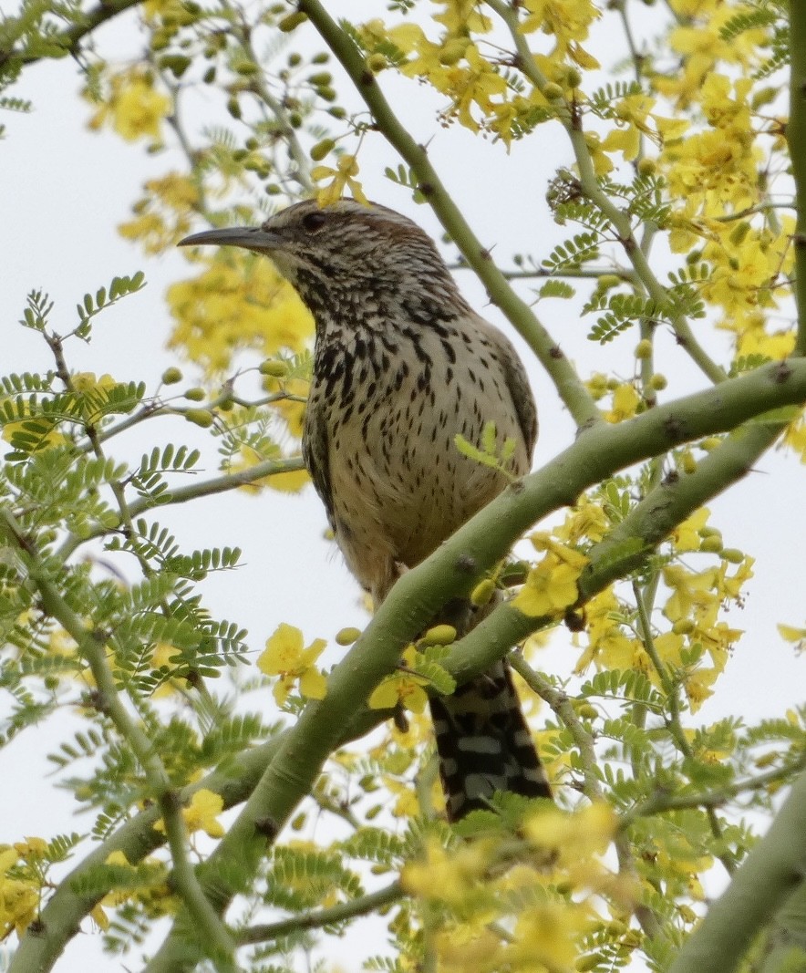 Cactus Wren - ML619553754