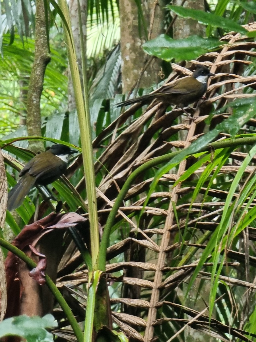 Eastern Whipbird - Julie Hotchin