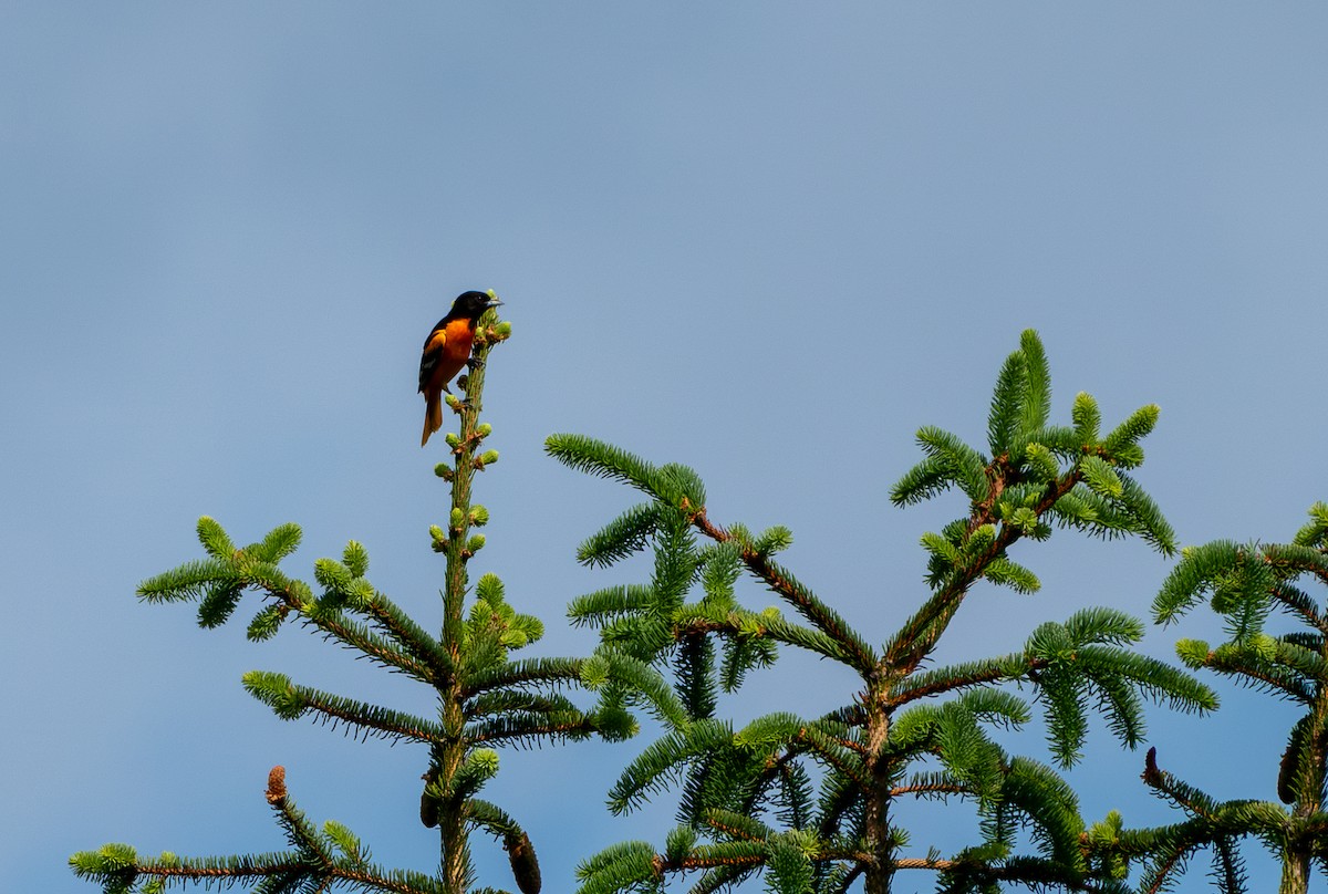 Baltimore Oriole - Chad Berry