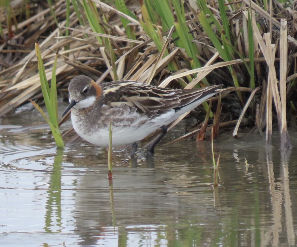 Red-necked Phalarope - ML619553762