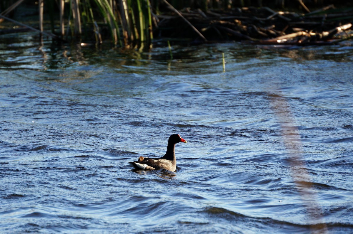 Common Gallinule - Dana Siefer