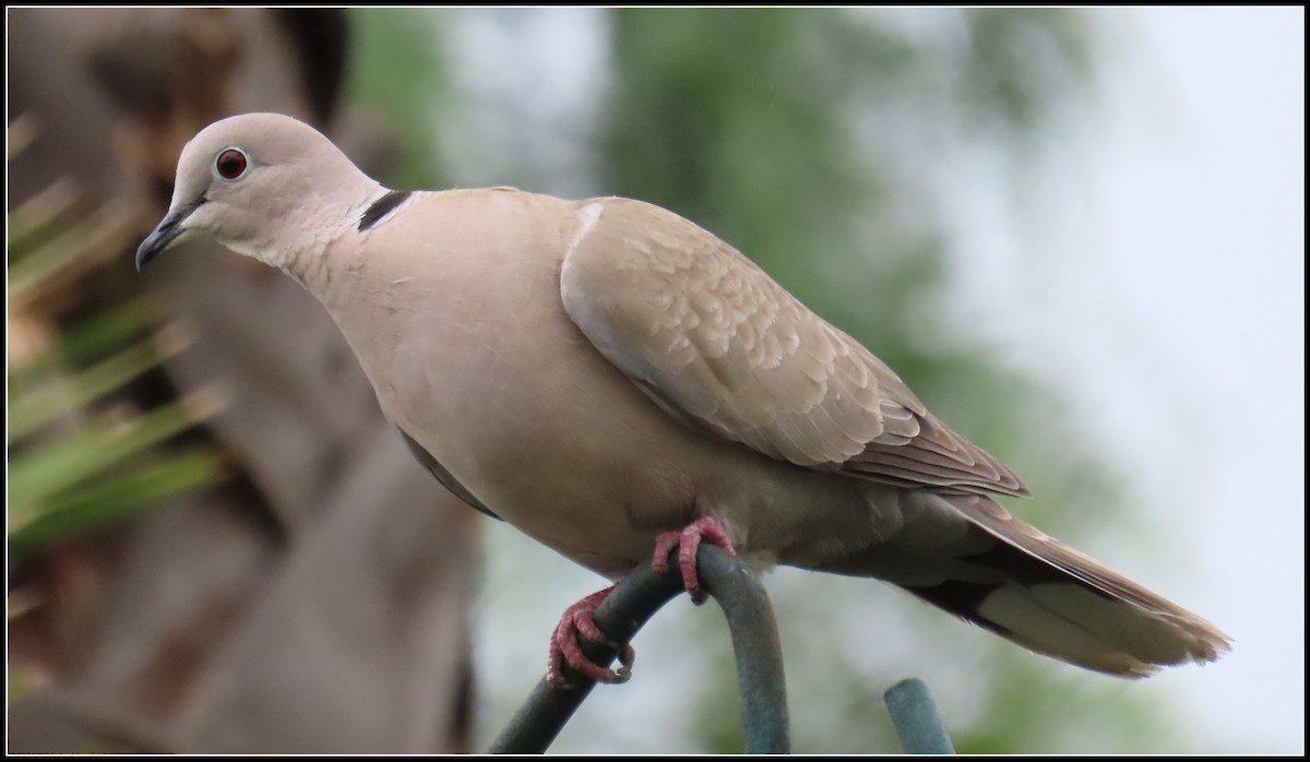 Eurasian Collared-Dove - Peter Gordon