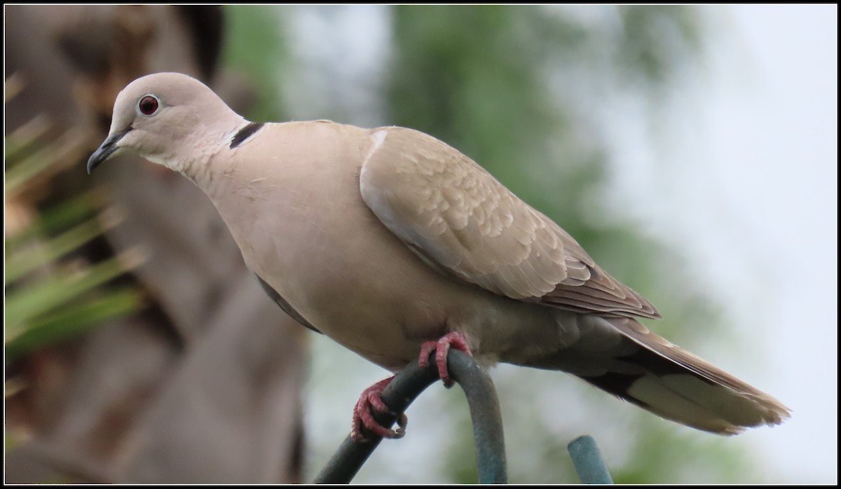 Eurasian Collared-Dove - ML619553768