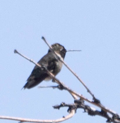 Black-chinned Hummingbird - Allan Spradling