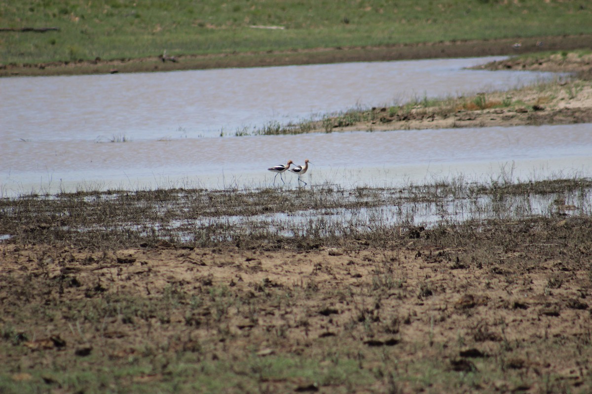 American Avocet - Adair Bock