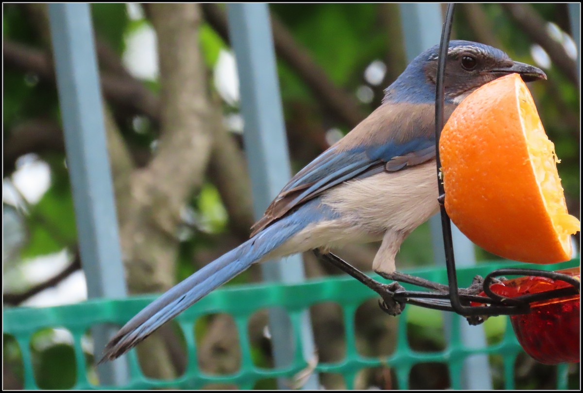 California Scrub-Jay - Peter Gordon