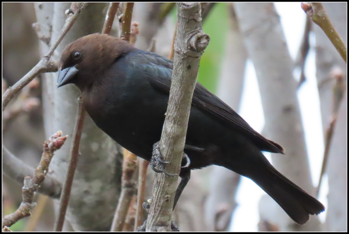 Brown-headed Cowbird - Peter Gordon