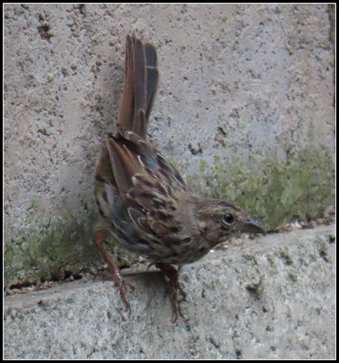 Song Sparrow - Peter Gordon