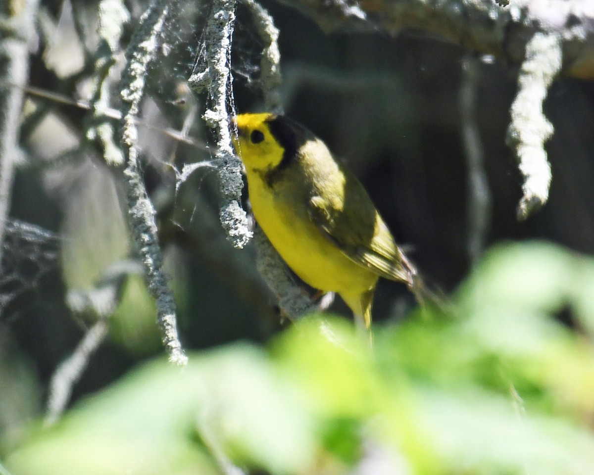 Hooded Warbler - ML619553781