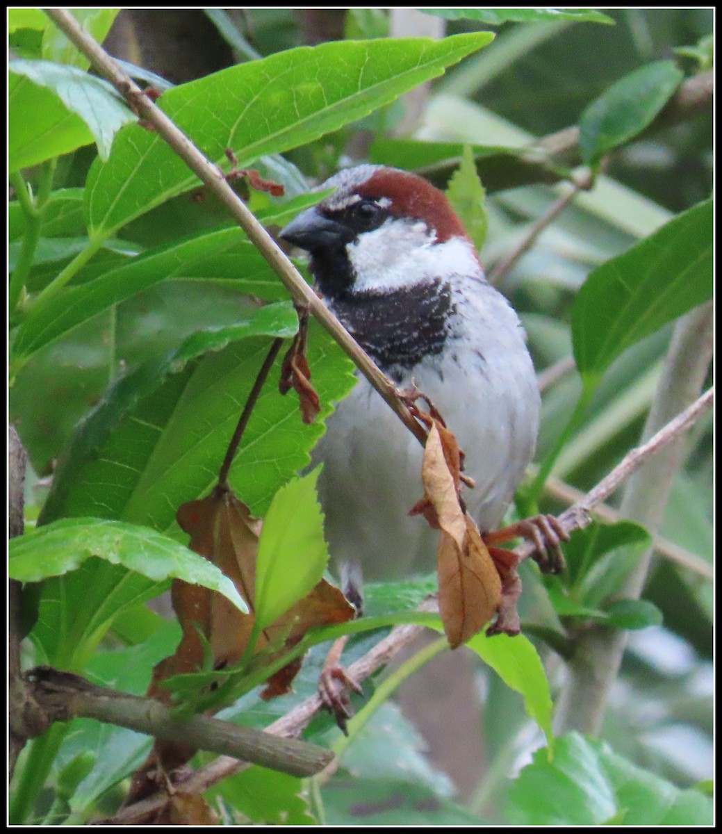 House Sparrow - ML619553783