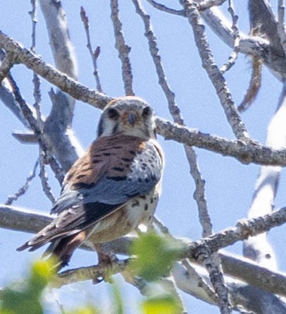 American Kestrel - ML619553785