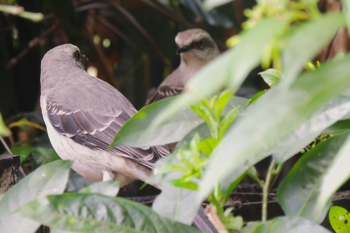 Tropical Mockingbird - Rafael Tovar // Parque Temático Cafetero Finca La Pedregoza