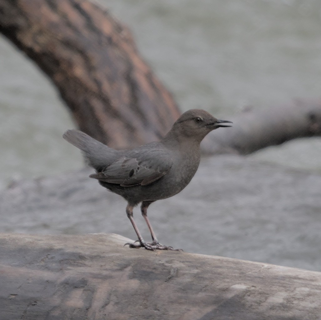 American Dipper (Northern) - ML619553792