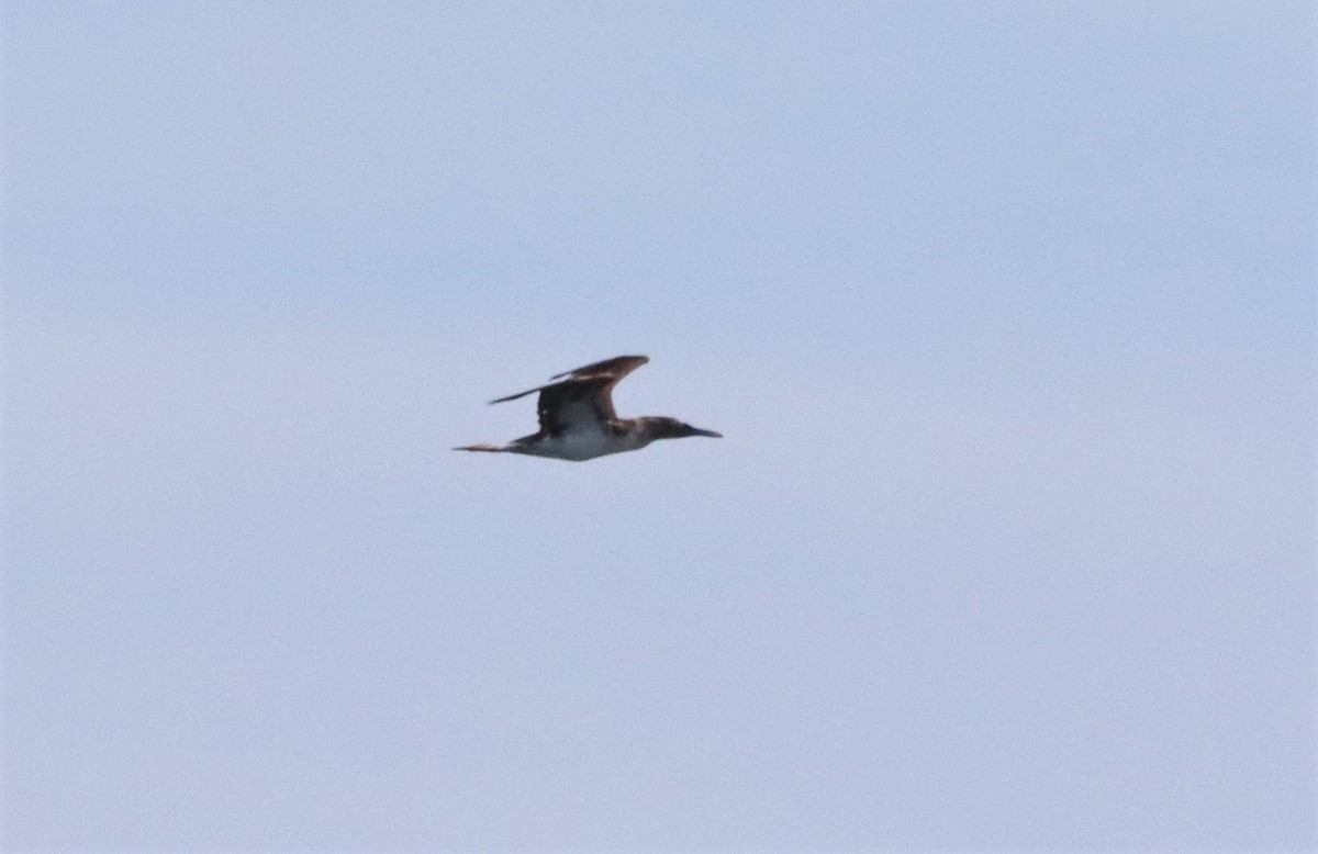 Blue-footed Booby - ML619553793