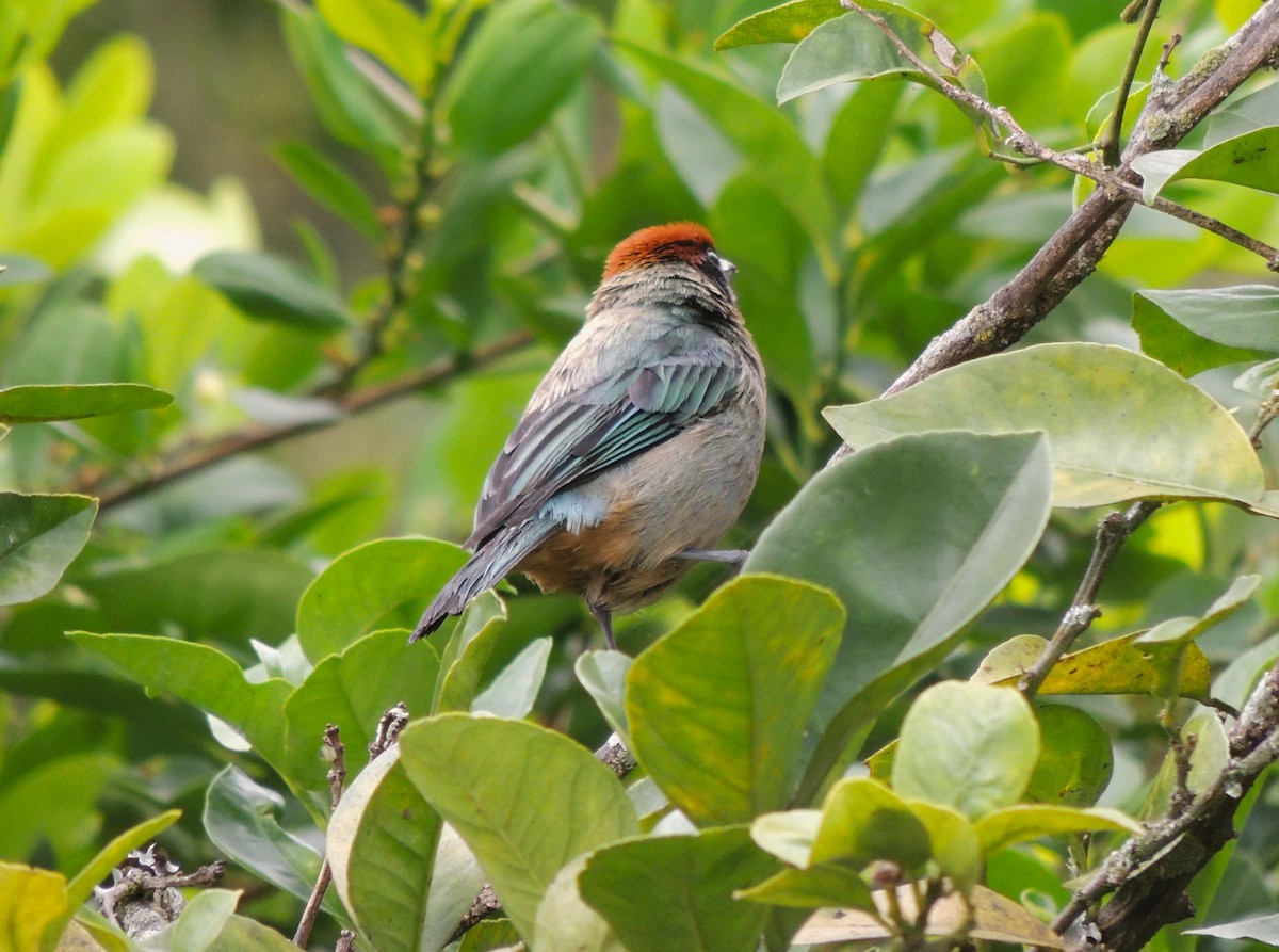 Scrub Tanager - Rafael Tovar // Parque Temático Cafetero Finca La Pedregoza