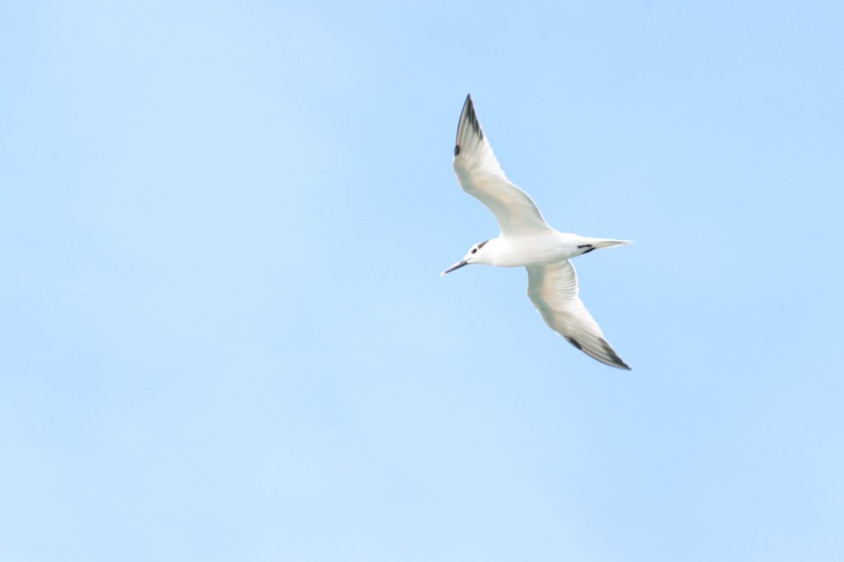 Sandwich Tern - Oliver  Komar