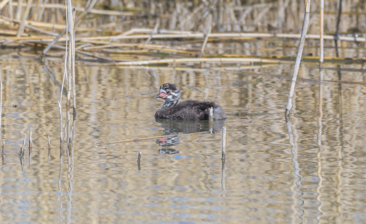 Pied-billed Grebe - ML619553799