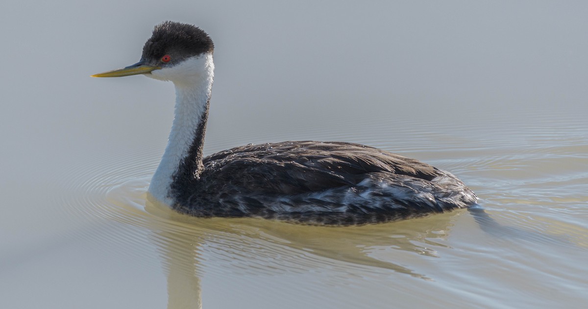 Western Grebe - Jon Zanone