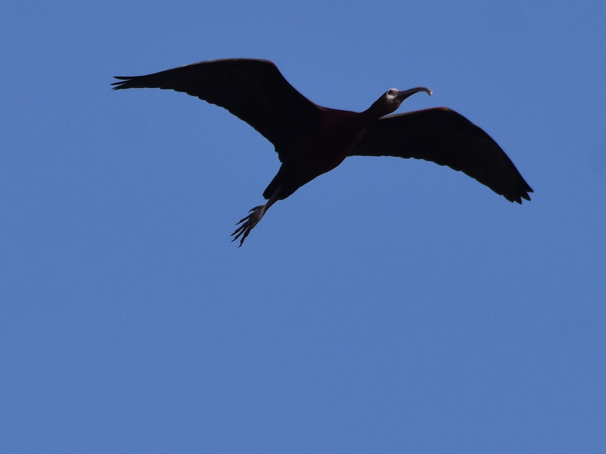 White-faced Ibis - David Gallagher