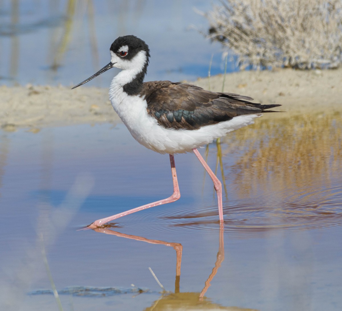 Black-necked Stilt - Jon Zanone