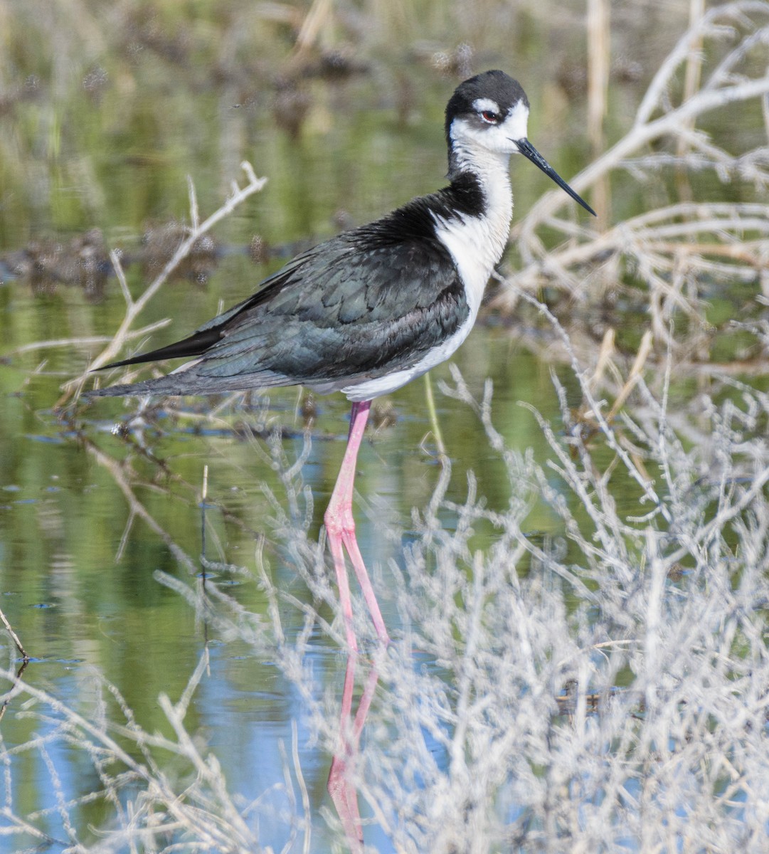 Black-necked Stilt - Jon Zanone