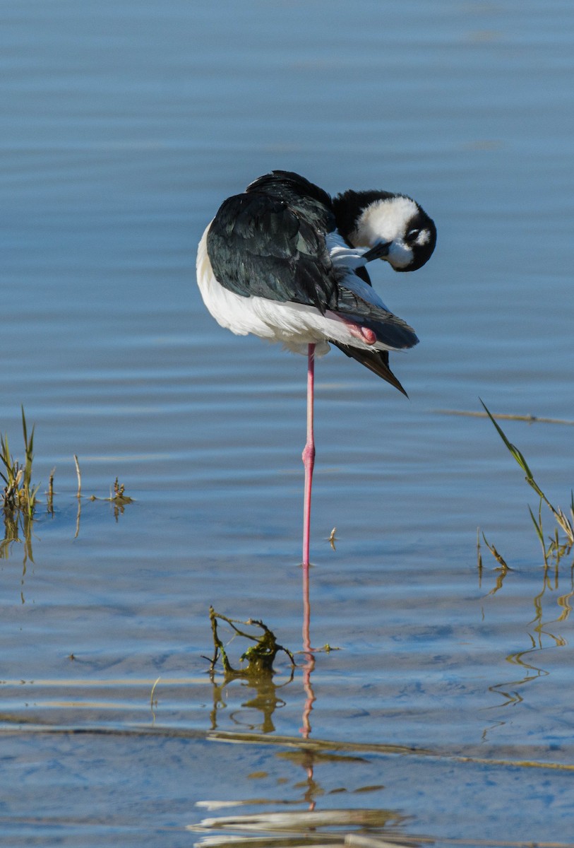 Black-necked Stilt - Jon Zanone