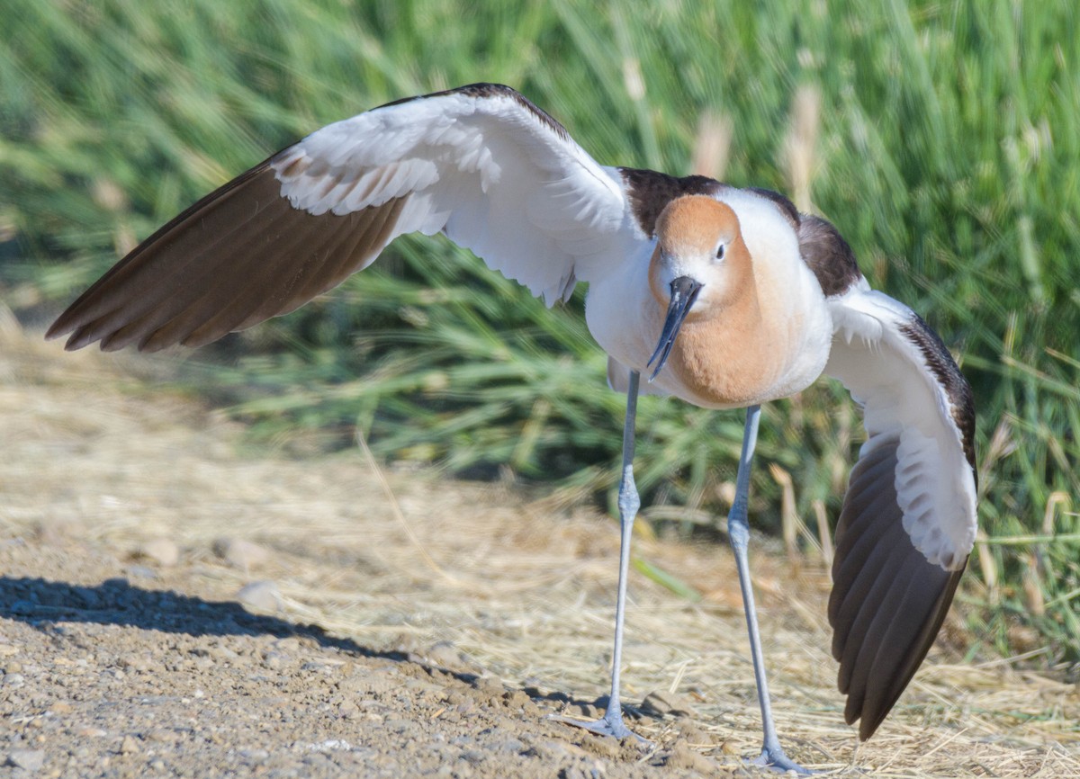 American Avocet - Jon Zanone