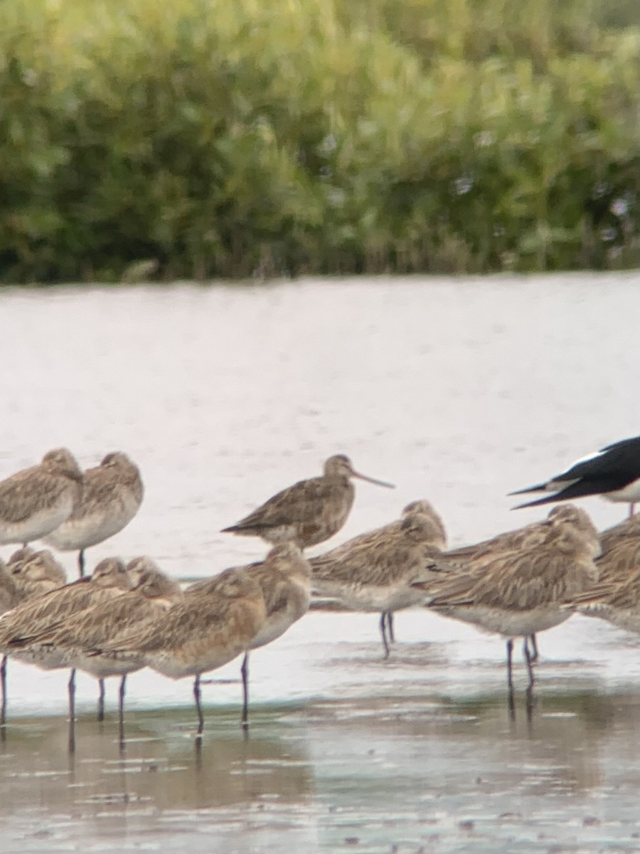 Hudsonian Godwit - ML619553810