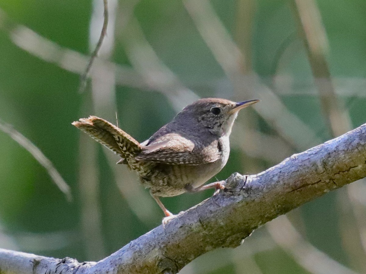 House Wren - Drew Hatcher