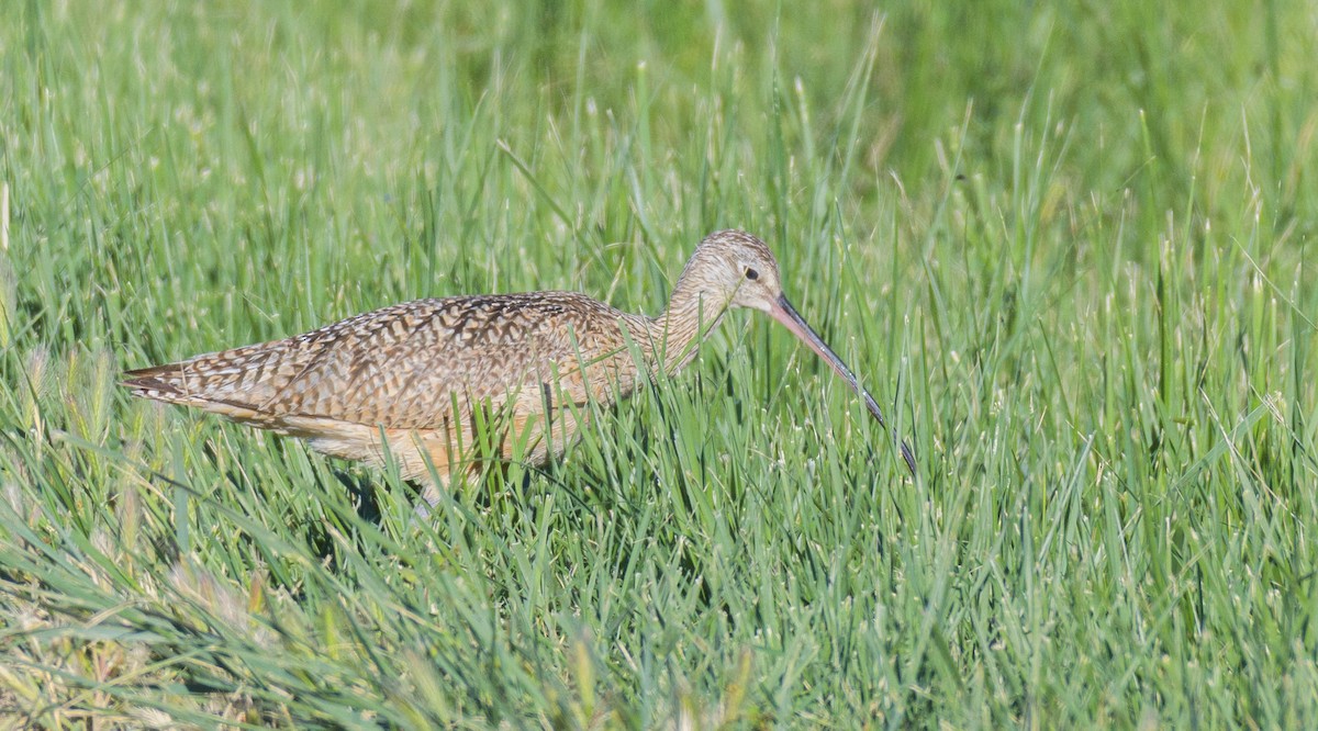 Long-billed Curlew - Jon Zanone