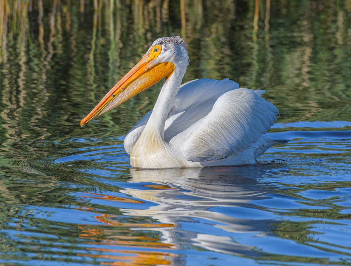 American White Pelican - Jon Zanone