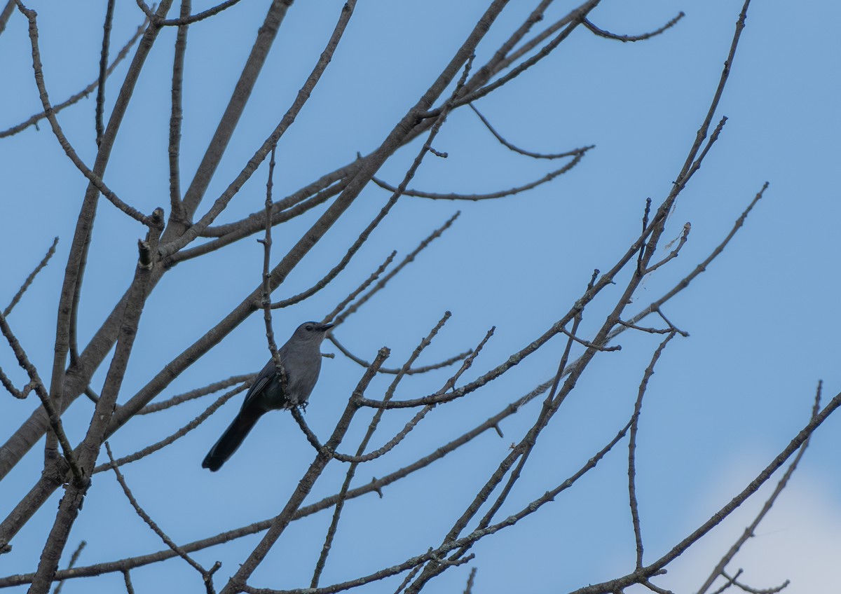 Gray Catbird - Chad Berry