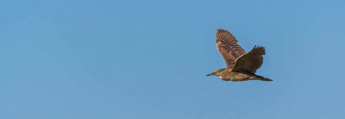 Black-crowned Night Heron - Jon Zanone