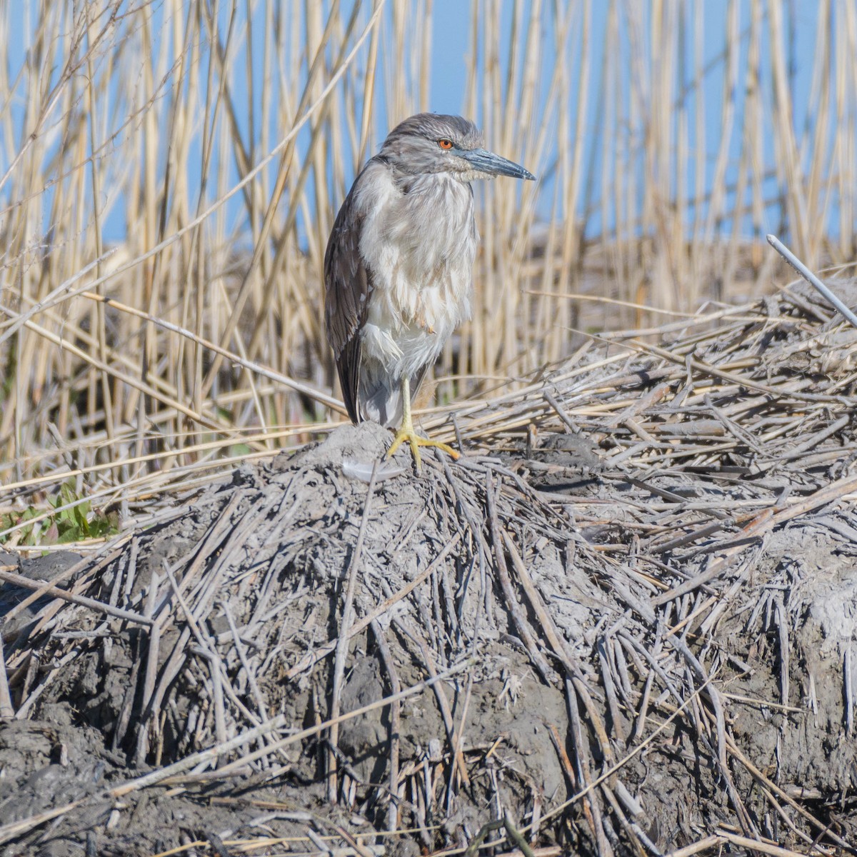 Black-crowned Night Heron - Jon Zanone