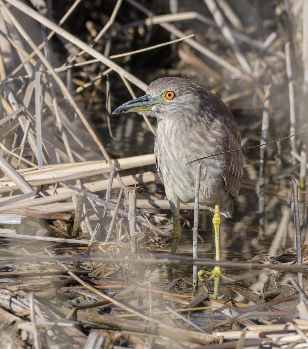 Black-crowned Night Heron - Jon Zanone