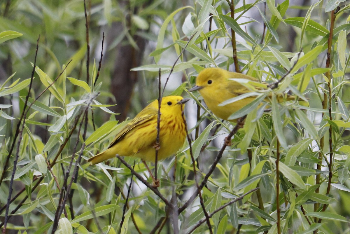 Yellow Warbler - Jill Bell