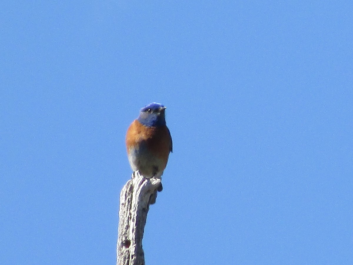 Western Bluebird - Felice  Lyons