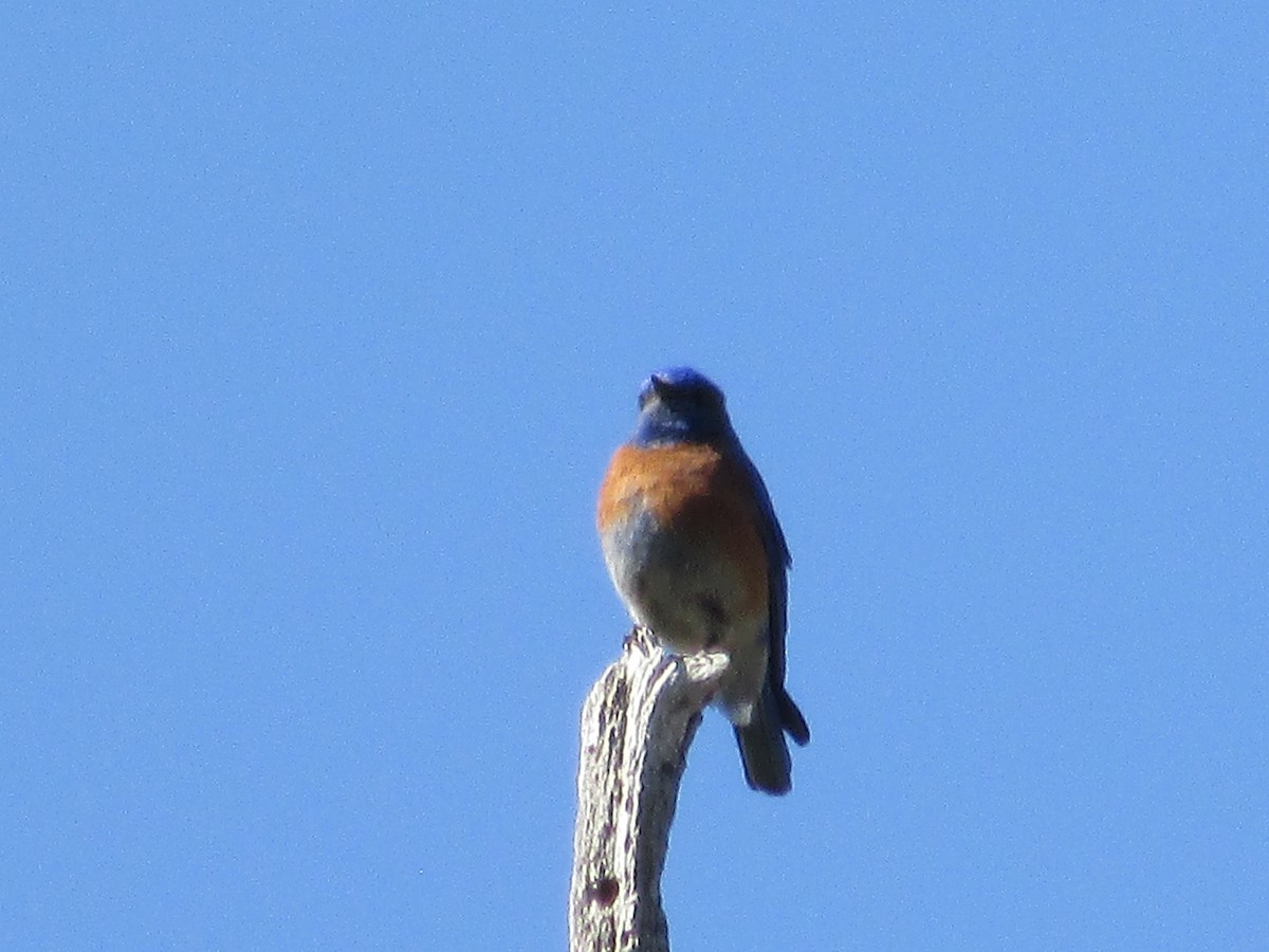 Western Bluebird - Felice  Lyons