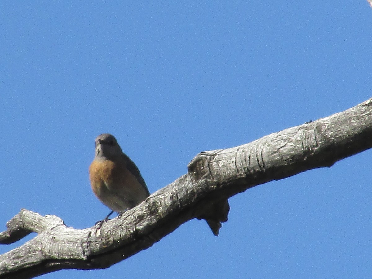 Western Bluebird - Felice  Lyons