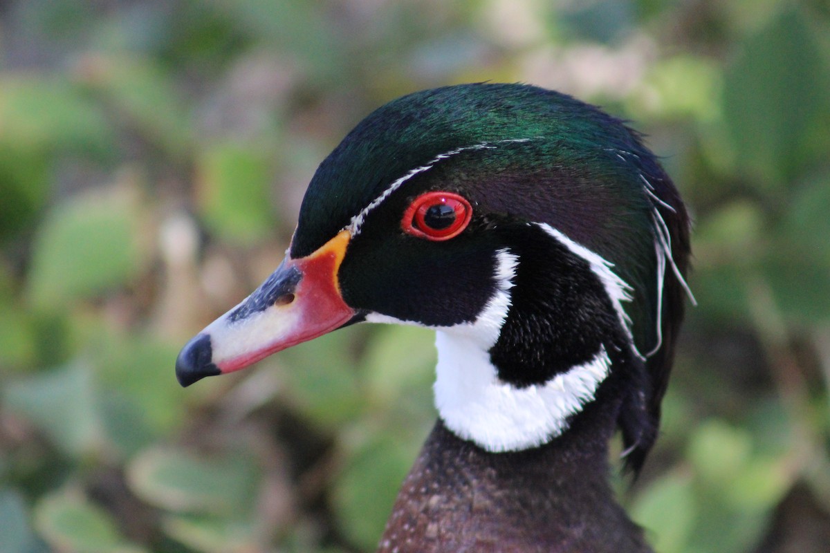 Wood Duck - Adair Bock