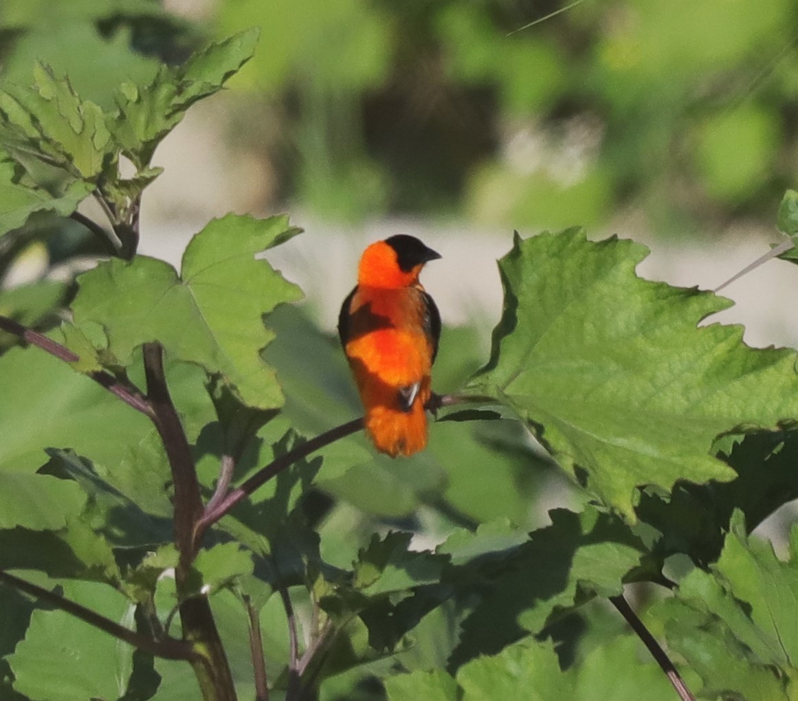 Northern Red Bishop - Drew Hatcher