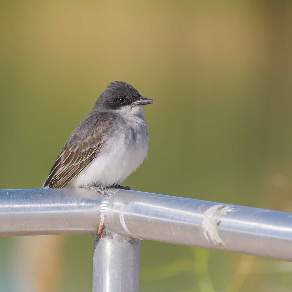 Eastern Kingbird - Jon Zanone