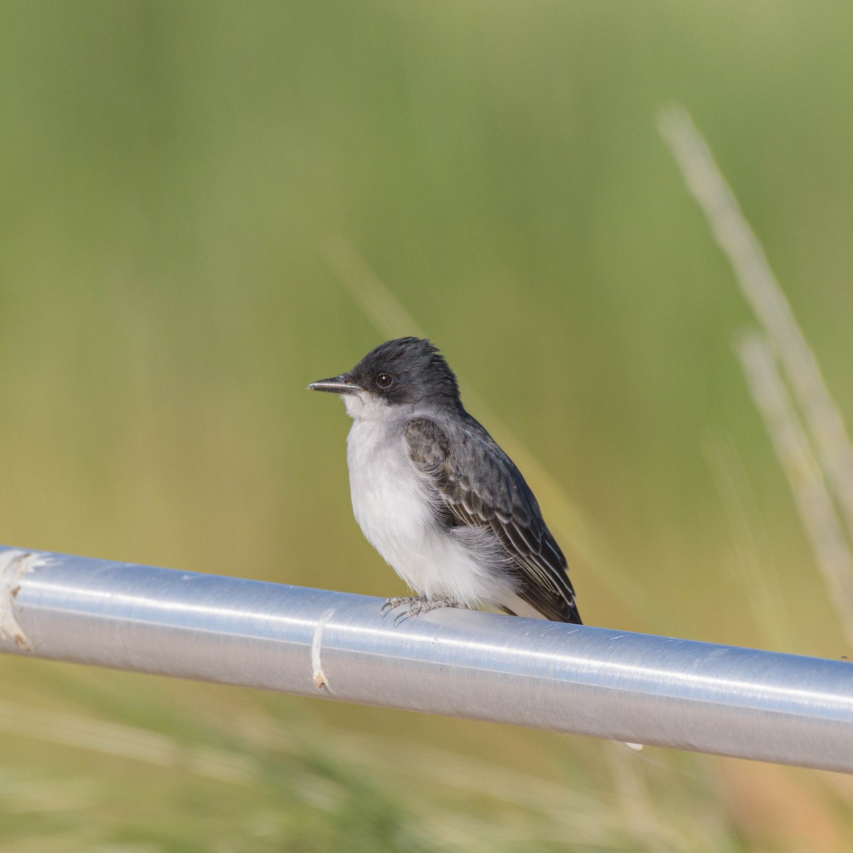 Eastern Kingbird - Jon Zanone