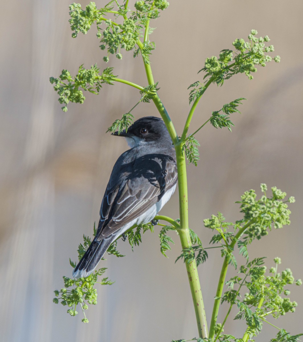 Eastern Kingbird - Jon Zanone