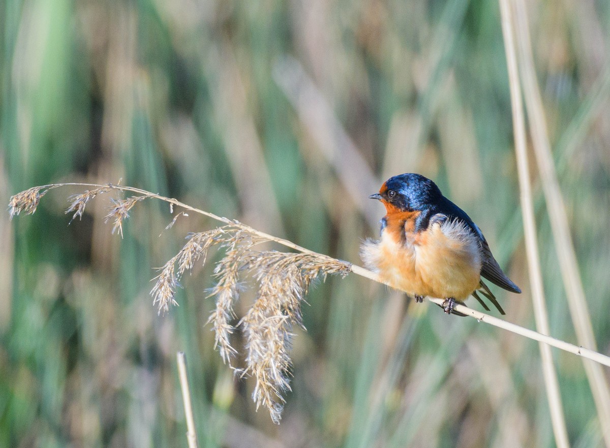 Barn Swallow - Jon Zanone