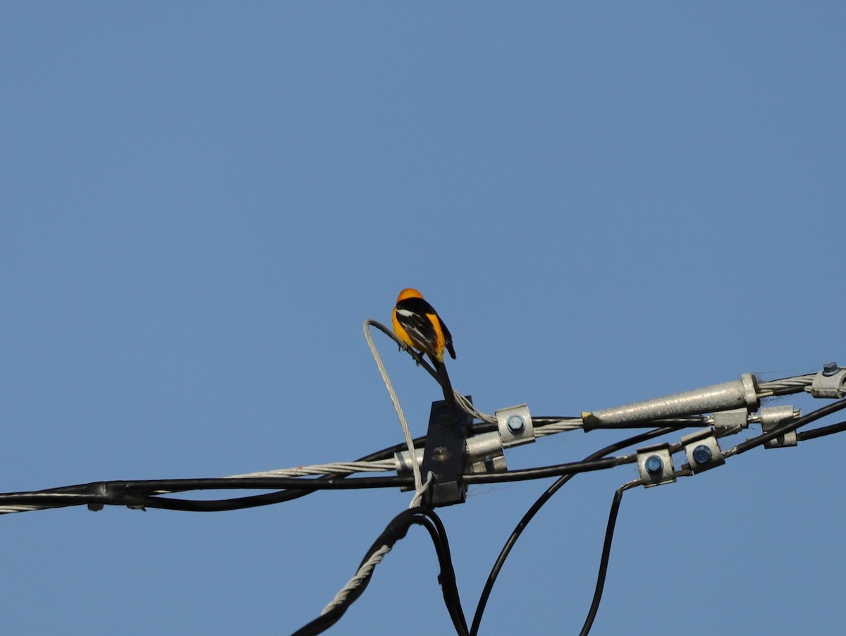 Hooded Oriole - Drew Hatcher