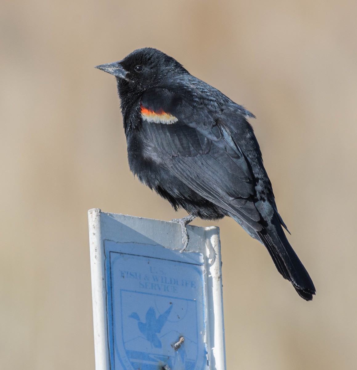 Red-winged Blackbird - Jon Zanone